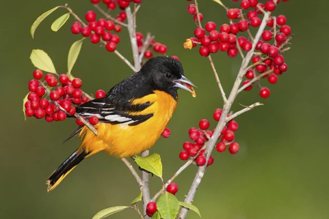 Baltimore Oriole (Icterus galbula) male feeding on red berries, Texas, USA