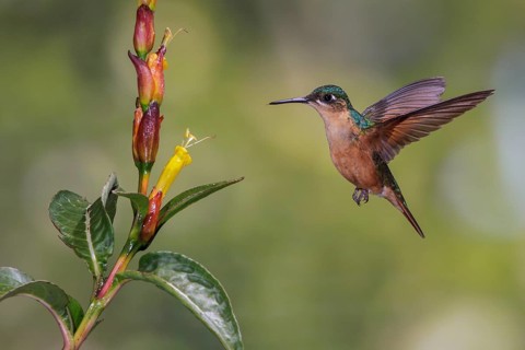 Brazilian Ruby (Clytolaema rubricauda) flying and feeding at a flower in the Atlantic rainforest of