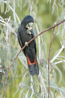 Red-tailed Black Cockatoo (Calyptorhynchus banksii) male, Western Australia, Australia
