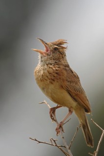 Rufous-naped Lark (Mirafra africana) singing