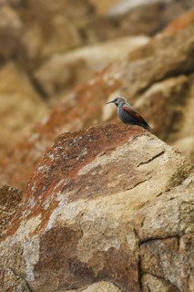 Wallcreeper (Tichodroma muraria), Mongolia