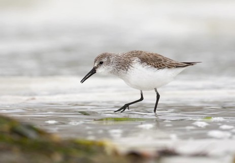 Western Sandpiper (Calidris mauri), Florida, USA
