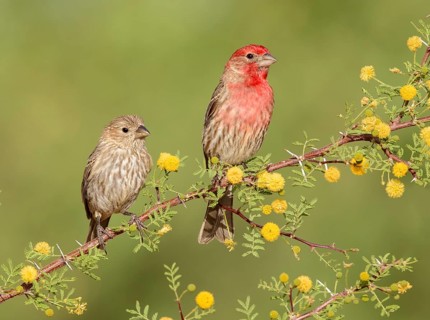 House Finch (Haemorhous mexicanus) pair perched on a flowering branch, Arizona, USA