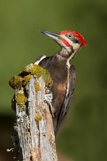 Pileated Woodpecker (Dryocopus pileatus) male climbing up stump, Washington, USA