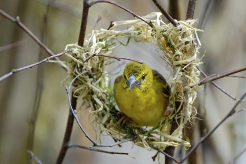 Textorweber / Dorfweber (Ploceus cucullatus), Village Weaver, Weibchen, Juli, Heimat: Afrika