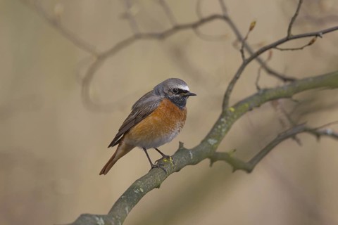 Common Redstart (Phoenicurus phoenicurus) male, Aargau, Switzerland