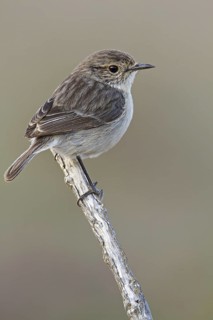 Canary Islands Stonechat (Saxicola dacotiae) female, Fuerteventura, Spain