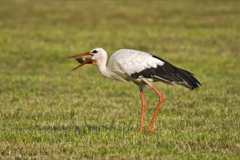 White Stork (Ciconia ciconia) eating a mouse, Bavaria, Germany
