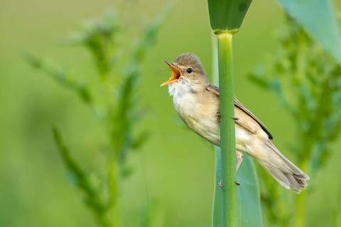 Marsh Warbler (Acrocephalus palustris) male singing in reeds, Poland