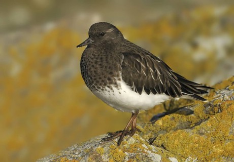 Black Turnstone (Arenaria melanocephala), British Columbia, Canada