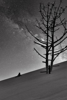 Dry dead pine (Pinus) in the evening, single person, child lying on shifting sand dune, starry sky,