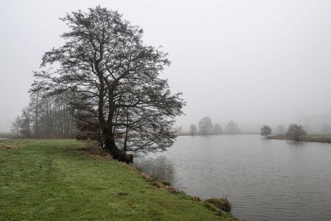 Pond landscape with black alder (Alnus glutinosa) in the fog, Emsland, Lower Saxony, Germany