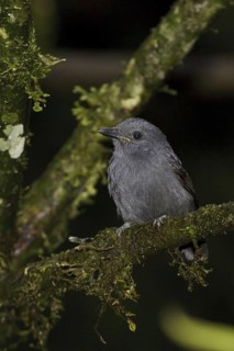 Uniform Antshrike (Thamnophilus unicolor), Ecuador