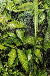 Plants and green leaves behind glass in greenhouse, structure, background, flora, art, texture,