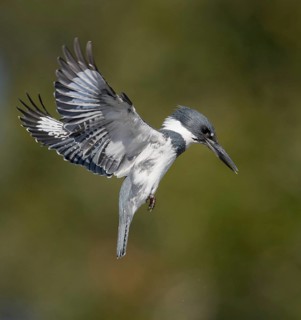 Belted Kingfisher (Megaceryle alcyon) male flying, Florida, USA