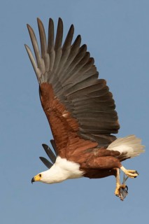 African Fish Eagle (Haliaeetus vocifer) flying with fish prey in its claws, Lake Baringo, Kenya