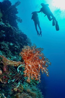Divers swimming over a large soft coral, Klunzinger's Soft Coral (Dendronephthya klunzingeri), on a
