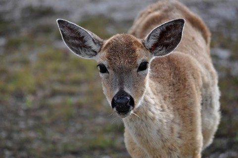 Key white-tailed deer (Odocoileus virginianus clavium)