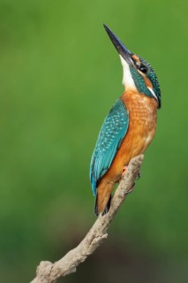 Common Kingfisher (Alcedo atthis) juvenile, Saxony-Anhalt, Germany