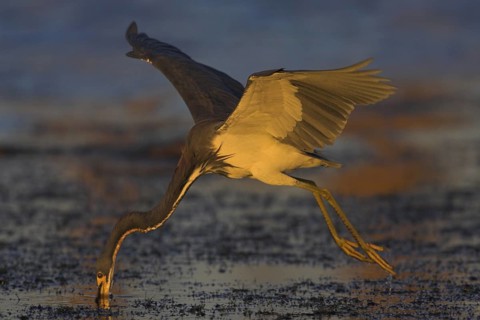 Tricolored Heron (Egretta tricolor), Florida, USA