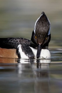 Hooded Merganser (Lophodytes cucullatus) swimming in a pond in Victoria, BC, Canada