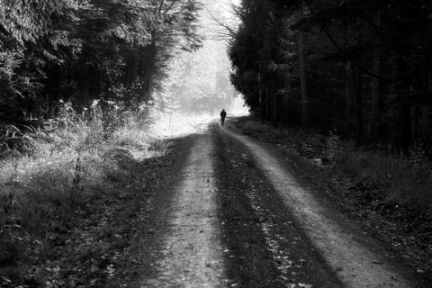 Forest path, Oberweser, Weser Uplands, Weserbergland, Hesse, Germany