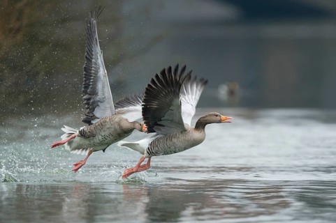 Greylag Goose (Anser anser) wrangling, Lower Saxony, Germany