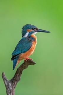 Common Kingfisher (Alcedo atthis) male perched on a branch, Saxony-Anhalt, Germany
