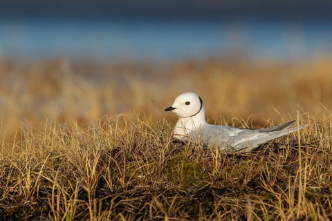 Ross's Gull (Rhodostethia rosea) on the tundra in Northern Alaska
