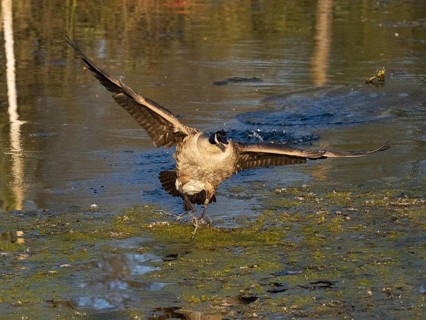 Canada goose (Branta canadensis), adult bird in flight, about to land on lake, Hesse, Germany