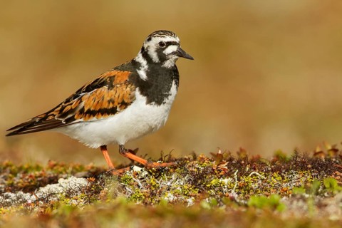 Ruddy Turnstone (Arenaria interpres) perched on the tundra in Nome, Alaska