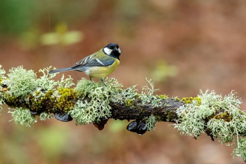 Great Tit (Parus major), perched on a branch, Oviedo, Asturias, Spain