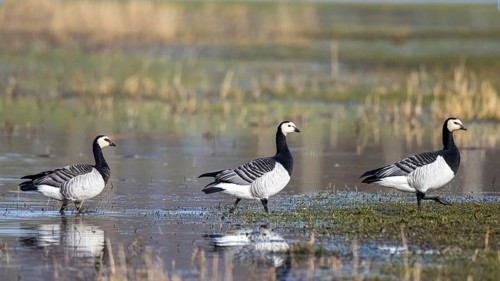 Barnacle Goose (Branta leucopsis), Netherlands
