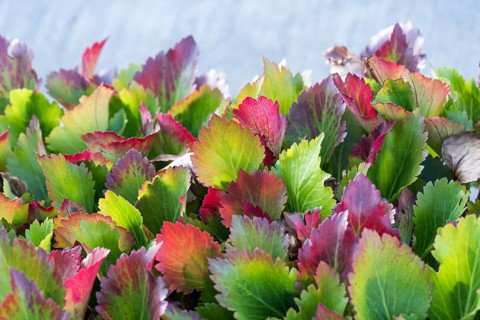 Mukdenia (Mukdenia rossii 'Nova Flame'), Staudengärtnerei Ihm, Germany