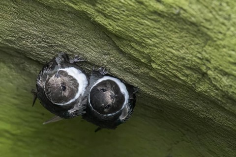 White-collared Swift (Streptoprocne zonaris) perched on a rock in the Andes Mountains in Ecuador