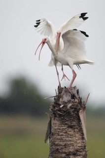 American White Ibis (Eudocimus albus), Florida, USA