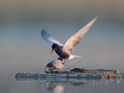 Black Tern (Chlidonias niger) pair mating, Mecklenburg-Western Pomerania, Germany