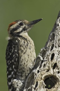 Ladder-backed Woodpecker (Dryobates scalaris), Arizona, USA