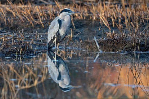 Grey heron (Ardea cinerea) Germany