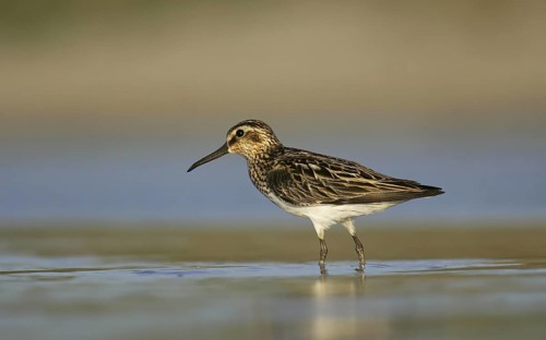 Broad-billed Sandpiper (Calidris falcinellus) foraging, Buir Lake, Mongolia