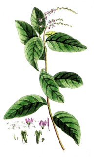 Petiveria alliacea, garlic bush, digital reproduction of a historical original, between 1790 and