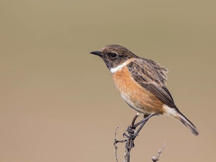European Stonechat (Saxicola rubicola) male, United Kingdom