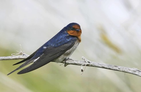 Welcome Swallow (Hirundo neoxena), Victoria, Australia