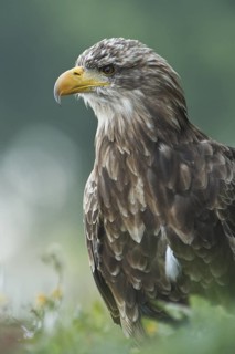 White-tailed Eagle (Haliaeetus albicilla), Germany