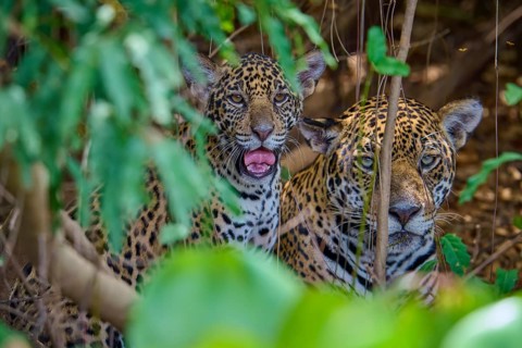 A jaguar young playfully shows its teeth while the other remains calm, Jaguar (Panthera onca),