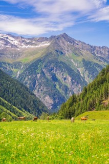 Green meadows with cows in front of majestic mountains under a blue sky in sunny weather, Klein