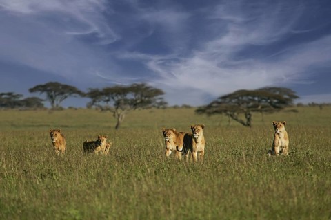Löwe (Panthera leo), Löwenrudel mit Weibchen und Jungtieren zusammen in der Savanne, Serengeti