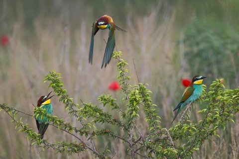European Bee-eater (Merops apiaster), Bulgaria