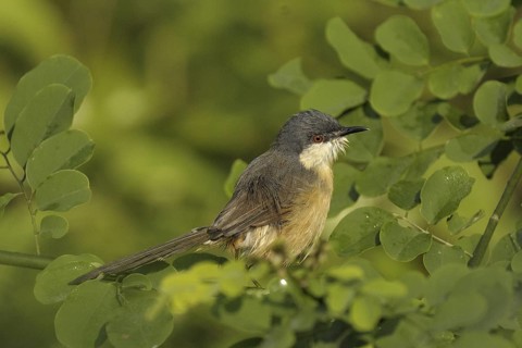 Ashy Prinia (Prinia socialis), Goa, India