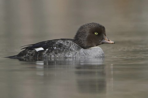 Barrow's Goldeneye (Bucephala islandica) female, British Columbia, Canada